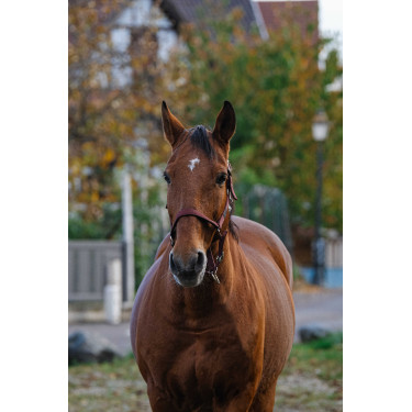 Licol Nylon Spring Equithème Bordeaux Licol Nylon Spring Equithème Bordeaux