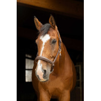 Licol anatomique Norton Pro Havane Marron