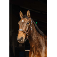 Licol cuir Norton Rock Havane Marron