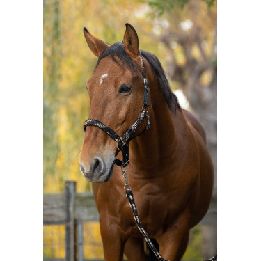 Licol + longe Equitheme Tressé Beige / chocolat / noir Licol + longe Equitheme Tressé Beige / chocolat / noir