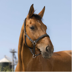 Licol Norton Reflective Noir Licol Norton Reflective Noir