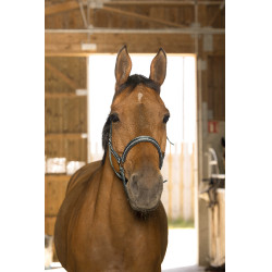 Licol Norton Reflective Vert