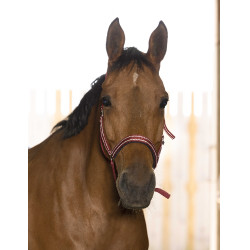 Licol Norton Reflective Bordeaux