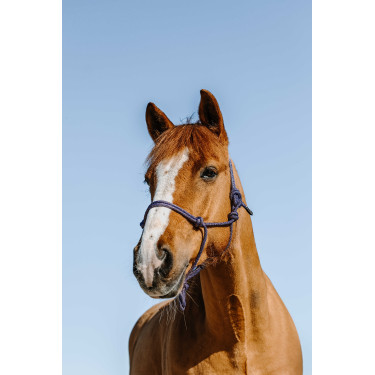 Licol éthologique Norton Glim Bleu roi / or