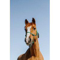 Licol éthologique Norton Glim Vert clair / argent