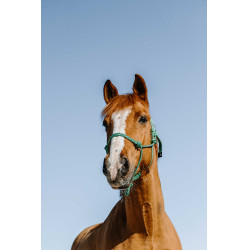 Licol éthologique Norton Glim Vert clair / argent Licol éthologique Norton Glim Vert clair / argent