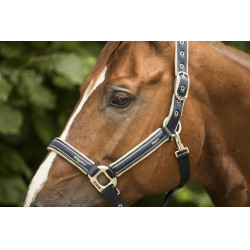 Licol Lami-Cell Elegance Marine / champagne Bleu