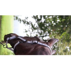 Licol Lami-Cell Midnight Mauve Violet