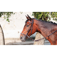 Bridon Bitless T de T Havane foncé Marron Bridon Bitless T de T Havane foncé Marron