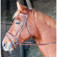 Bridon Sisley T met gecombineerde neusriem T van T Havane foncé