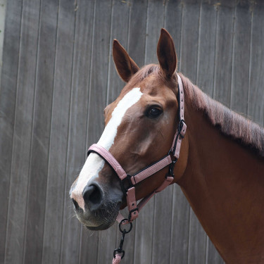 Licol Lami-Cell Charming Vieux rose Licol Lami-Cell Charming Vieux rose