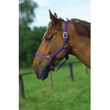 Licol nylon doublé cuir Norton Violet Licol nylon doublé cuir Norton Violet