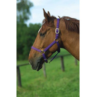 Licol nylon doublé cuir Norton Violet Licol nylon doublé cuir Norton Violet