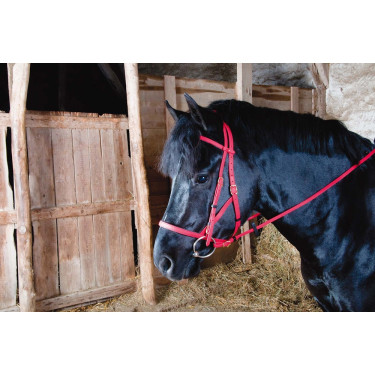 Bridon licol Biotack® T de T Rouge