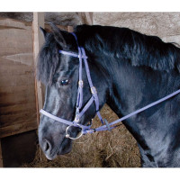 Bridon licol Biotack® T de T Violet Bridon licol Biotack® T de T Violet