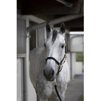 Licol + longe Norton Rose gold Noir Licol + longe Norton Rose gold Noir