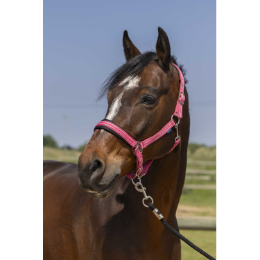 Licol Norton 4lines Vieux rose Licol Norton 4lines Vieux rose