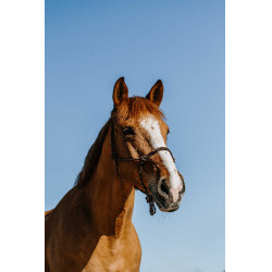 Licol éthologique Norton Zary Marron Licol éthologique Norton Zary Marron