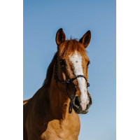 Licol éthologique Norton Zary Marine Bleu marine