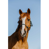 Licol éthologique Norton Zary Vert foncé Licol éthologique Norton Zary Vert foncé