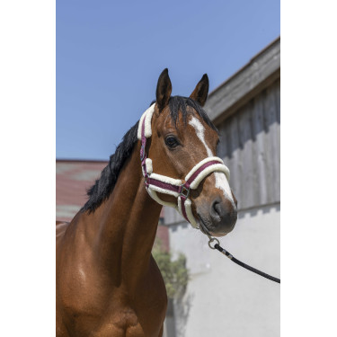 Licol Norton Cosy Bordeaux Licol Norton Cosy Bordeaux