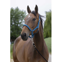 Licol Norton Satine Noir