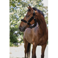 Norton halster Full synthetische schapenvacht Zwart / zwart Norton halster Full synthetische schapenvacht Zwart / zwart