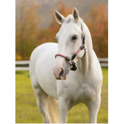 LeMieux Ropella halster Cranberry