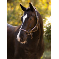 LeMieux Ropella halster Cranberry LeMieux Ropella halster Cranberry