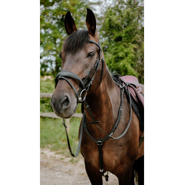 Endurancehoofdstel Norton Pop Zwart