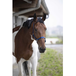 Licol Equithème Nylon Bleu roi