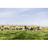 TitanNet Premium XBraid AKO Blanc / bleu TitanNet Premium XBraid AKO Blanc / bleu