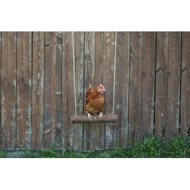 Balançoire à poules Kerbl Hobbyfarming Balançoire à poules Kerbl Hobbyfarming