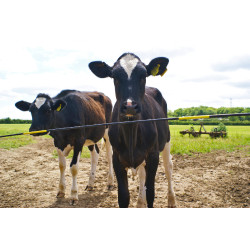 Barre de rechange Electro Gate AKO Noir