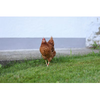 Clips en plastique Kerbl Hobbyfarming Clips en plastique Kerbl Hobbyfarming