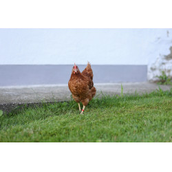 Clips en plastique Kerbl Hobbyfarming Clips en plastique Kerbl Hobbyfarming