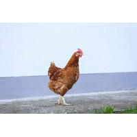 Clips en plastique Kerbl Hobbyfarming Clips en plastique Kerbl Hobbyfarming