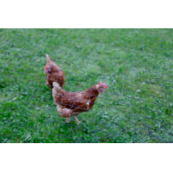 Filet de protection des volailles AKO Noir Filet de protection des volailles AKO Noir