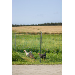 Premium gevogelte-net AKO Groen Premium gevogelte-net AKO Groen