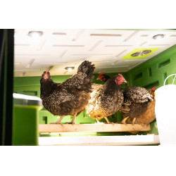 Éclairage LED SmartCoop pour poulailler Kerbl Hobbyfarming