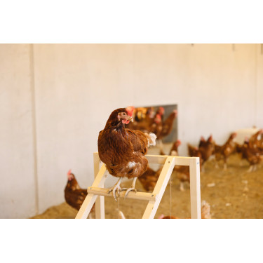 Tour d’escalade pour poules Kerbl Hobbyfarming Tour d’escalade pour poules Kerbl Hobbyfarming