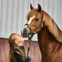 Licol Imperial Riding Rebel Vert olive Licol Imperial Riding Rebel Vert olive