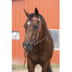 Bridon Randol'S Two One