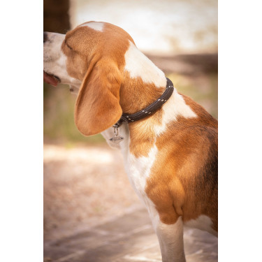 Collier pour chien Penelope Billie Collier pour chien Penelope Billie