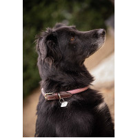 Hondenhalsband Penelope Billie Roze / lurex Hondenhalsband Penelope Billie Roze / lurex