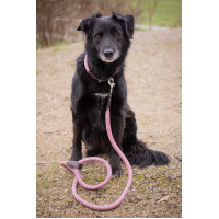 Collier pour chien Penelope Billie Rose / lurex Collier pour chien Penelope Billie Rose / lurex