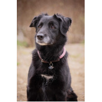 Hondenhalsband Penelope Billie Roze / lurex Hondenhalsband Penelope Billie Roze / lurex