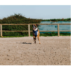 Hondentuig Riding World Simba Marine Marineblauw