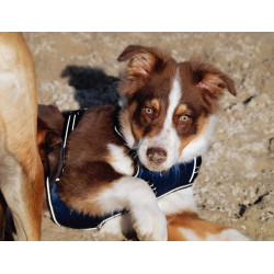 Hondentuig Riding World Simba Marine Marineblauw