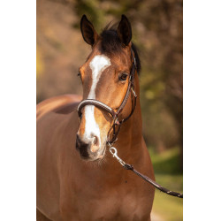 Licol Pénélope Harmonie Marron